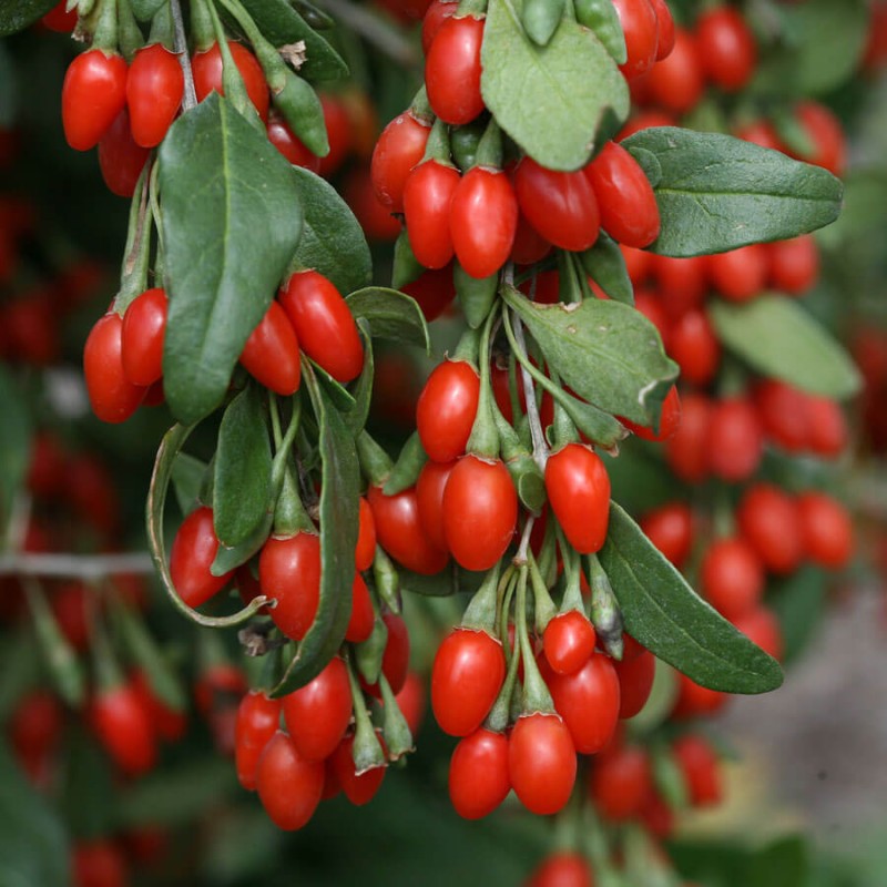 Jagody Goji No. 1 (Lycium barbarum) Kolcowój szkarłatny, 3 letnia Sadzonka (1).jpg