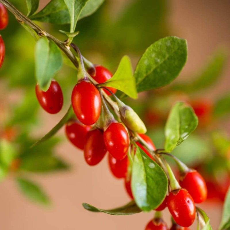Jagody Goji Witalne jagody (Lycuim chinensis) Sadzonka C1.jpg