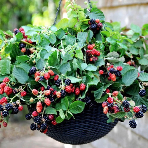 Jeżyna bezkolcowa BLACK CASCADE sadzonka doniczka wisząca C2