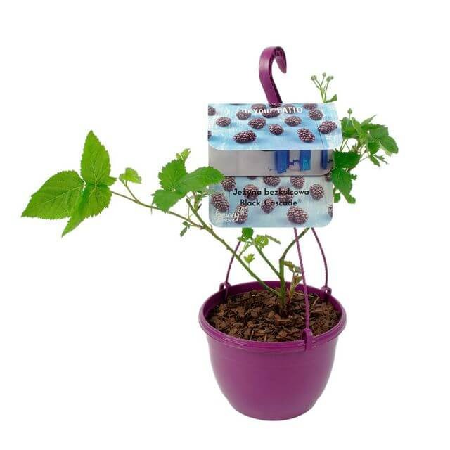 Jeżyna bezkolcowa BLACK CASCADE (Rubus fruticosa) Sadzonka doniczka wisząca C2 (2).jpg
