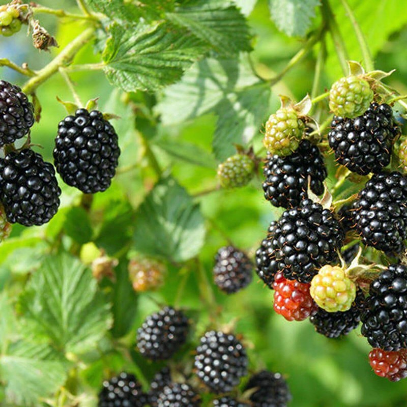 Jeżyna bezkolcowa BLACK CASCADE (Rubus fruticosa) Sadzonka doniczka wisząca C2.jpg