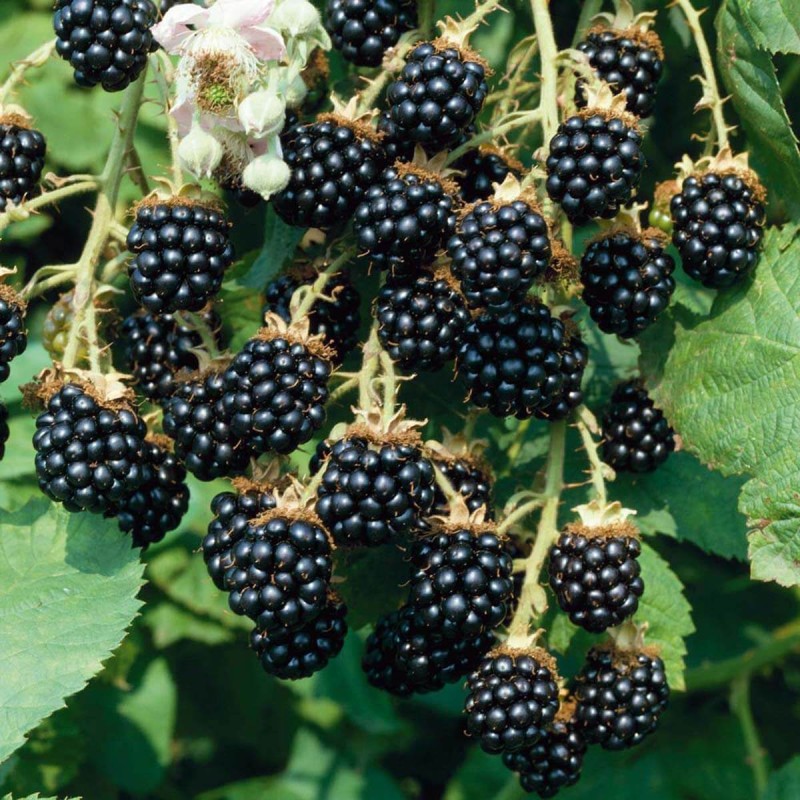 Jeżyna bezkolcowa BLACK SATIN (Rubus fruticosa) Sadzonka (1).jpg