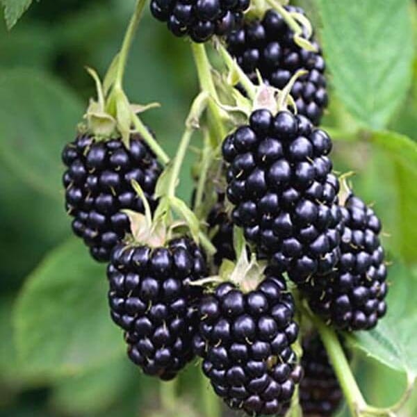 Jeżyna bezkolcowa BLACK SATIN (Rubus fruticosa) Sadzonka (4).jpg