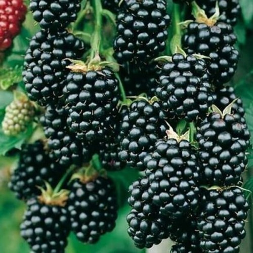 Jeżyna bezkolcowa NAVAHO sadzonka C1/C2