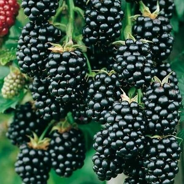 Jeżyna bezkolcowa NAVAHO (Rubus fruticosa) Sadzonka C1C2 (3).jpg