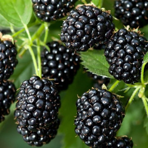 Jeżyna bezkolcowa LOCH NESS 3 letnia sadzonka C2 60-90cm