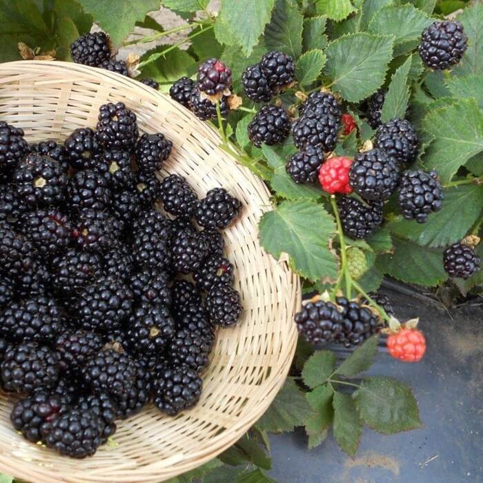 Jeżyna bezkolcowa TORNFREE (Rubus fruticosus) doniczkowana Sadzonka C1 (3).jpg