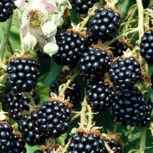 Jeżyna bezkolcowa MERTON TORNLESS (Rubus fruticosus) doniczkowana Sadzonka C1  (1).jpg