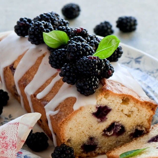 Jeżyna bezkolcowa MERTON TORNLESS (Rubus fruticosus) doniczkowana Sadzonka C1  (2).jpg