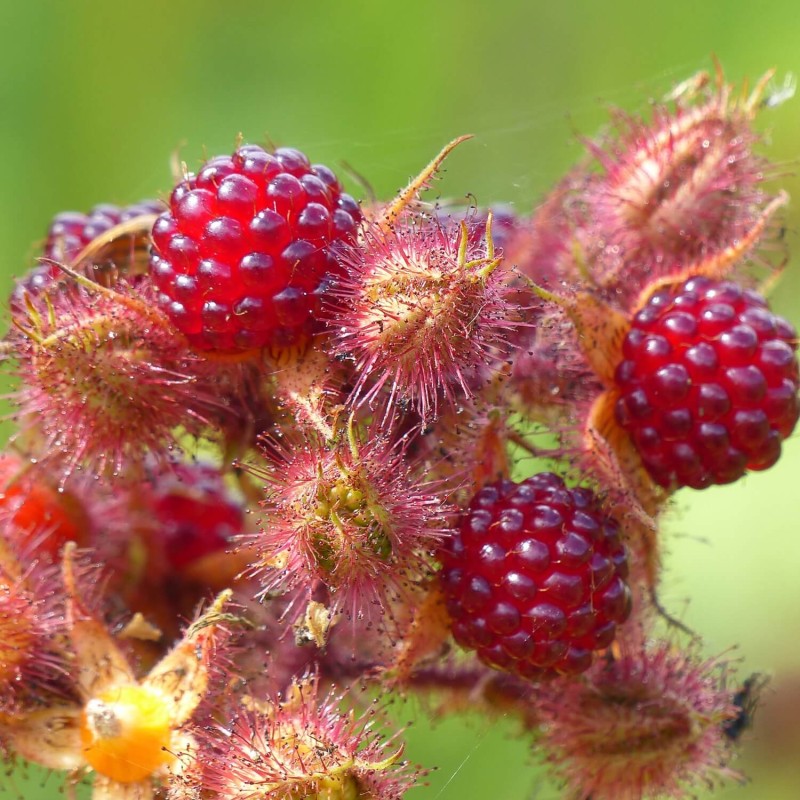 Jeżyna rdzawa JAPANESE VINEBERRY (Rubus phoenicolasius) doniczkowana Sadzonka C1 (1).jpg