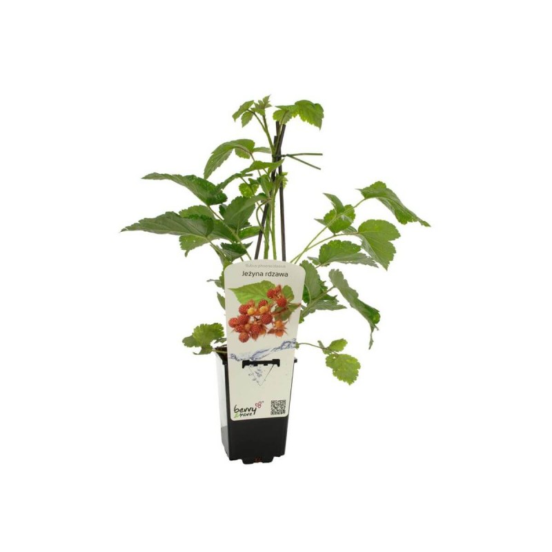 Jeżyna rdzawa JAPANESE VINEBERRY (Rubus phoenicolasius) doniczkowana Sadzonka C1 (2).jpg