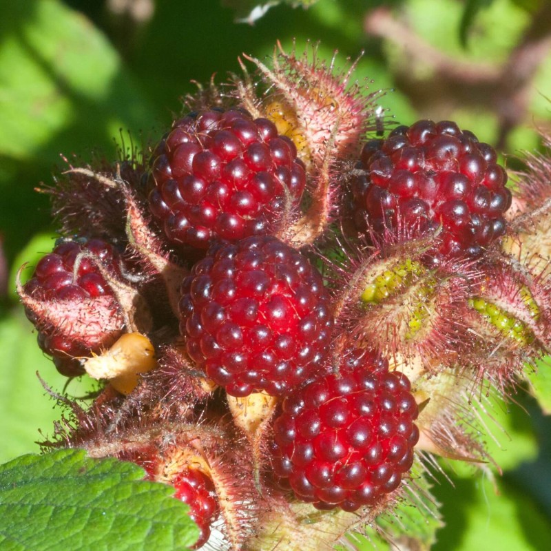 Jeżyna rdzawa JAPANESE VINEBERRY (Rubus phoenicolasius) doniczkowana Sadzonka C1 (5).jpg