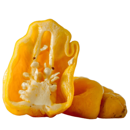 Papryka ostra TRINIDAD MORUGA SCORPION żółta (4).png