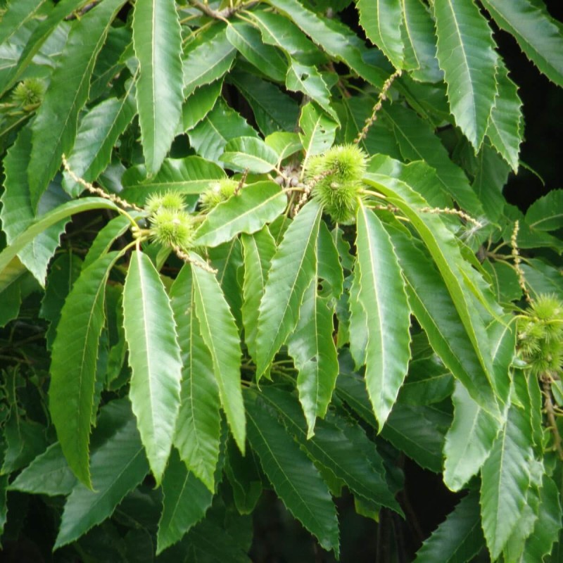 Kasztan Jadalny (Castanea sativa) Sadzonka (2).jpg