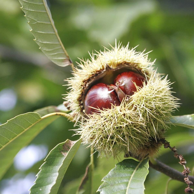 Kasztan Jadalny (Castanea sativa) Sadzonka (3).jpg