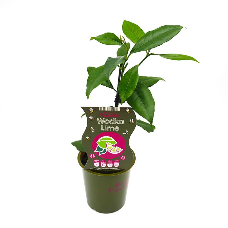 Limonka Wodka Lime (Citrus aurantifolia) Sadzonka P12 (1).jpg