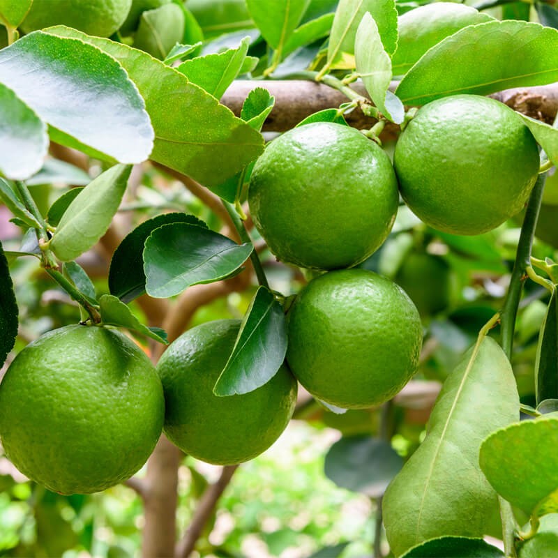 Limonka Wodka Lime (Citrus aurantifolia) Sadzonka P12 (2).jpg