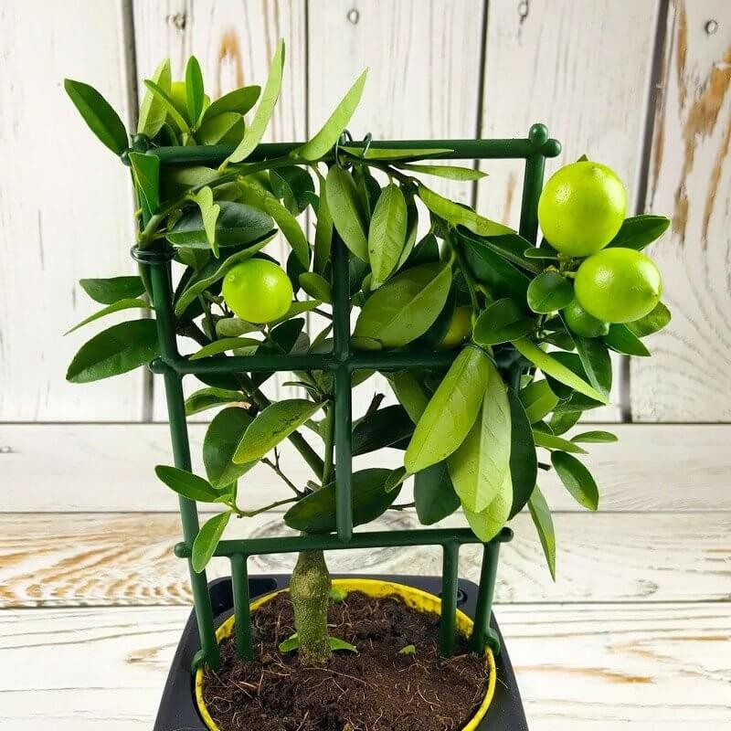 Limonka Wodka Lime (Citrus aurantifolia) Sadzonka P12 (3).jpg