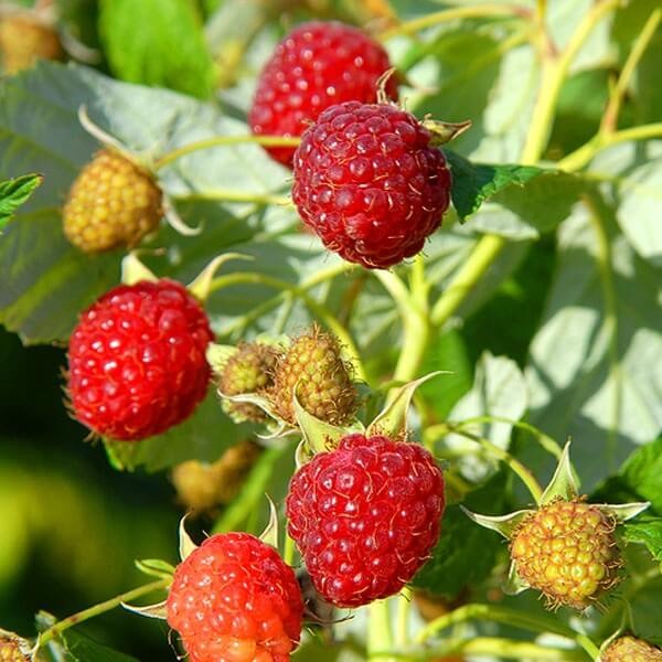 Malina czerwona DORMAN RED (Rubus idaeus) doniczkowana Sadzonka C1 (1).jpg