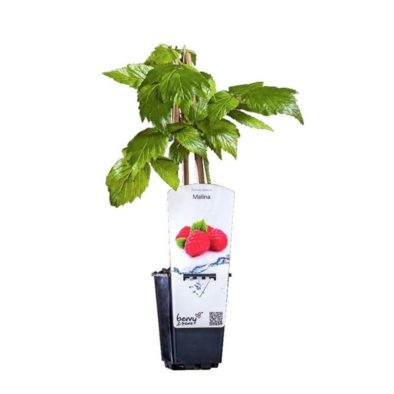 Malina czerwona DORMAN RED (Rubus idaeus) doniczkowana Sadzonka C1 (3).jpg
