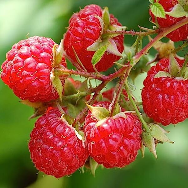 Malina czerwona DORMAN RED (Rubus idaeus) doniczkowana Sadzonka C1 (4).jpg