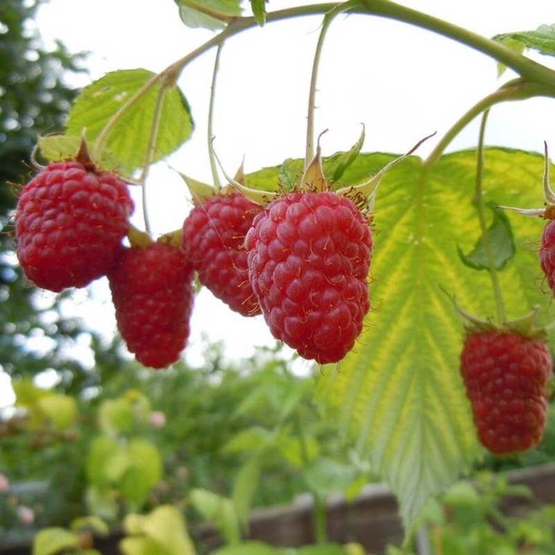 Malina czerwona jesienna (Rubus idaeus) doniczkowana Sadzonka (1).jpg
