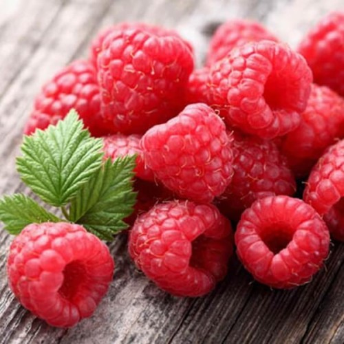 Malina czerwona jesienna doniczkowana sadzonka