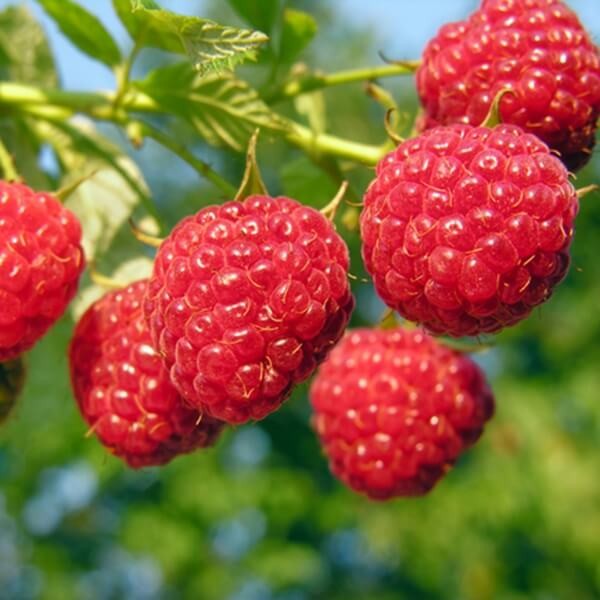 Malina czerwona WILLAMETTE (Rubus idaeus) doniczkowana Sadzonka C1 (1).jpg