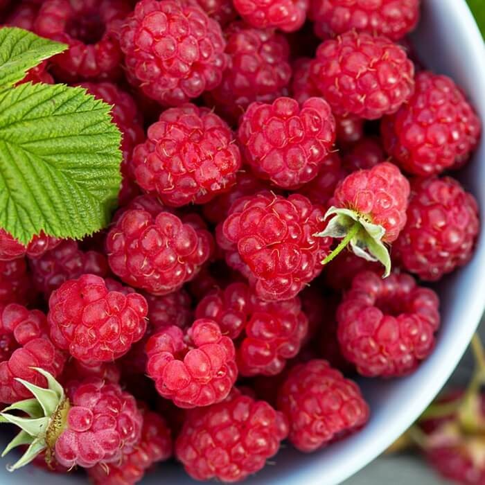 Malina czerwona WILLAMETTE (Rubus idaeus) doniczkowana Sadzonka C1 (2).jpg