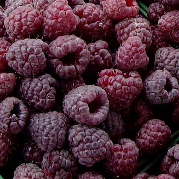 Malina fioletowa bezkolcowa GLEN COE (Rubus idaeus) doniczkowana Sadzonka C1.jpg