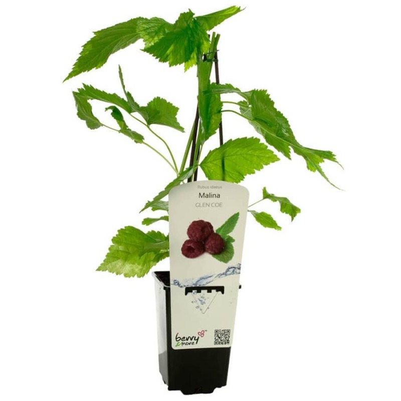 Malina fioletowa bezkolcowa GLEN COE (Rubus idaeus) doniczkowana Sadzonka C1 (2).jpg