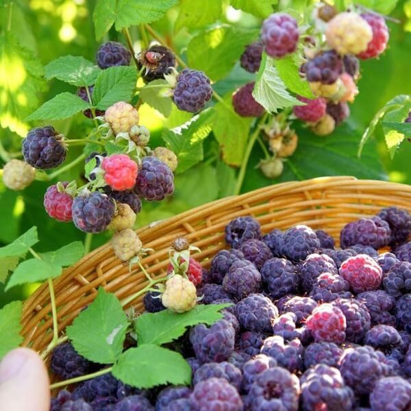 Malina fioletowa bezkolcowa GLEN COE (Rubus idaeus) doniczkowana Sadzonka XL C5 (2).jpg