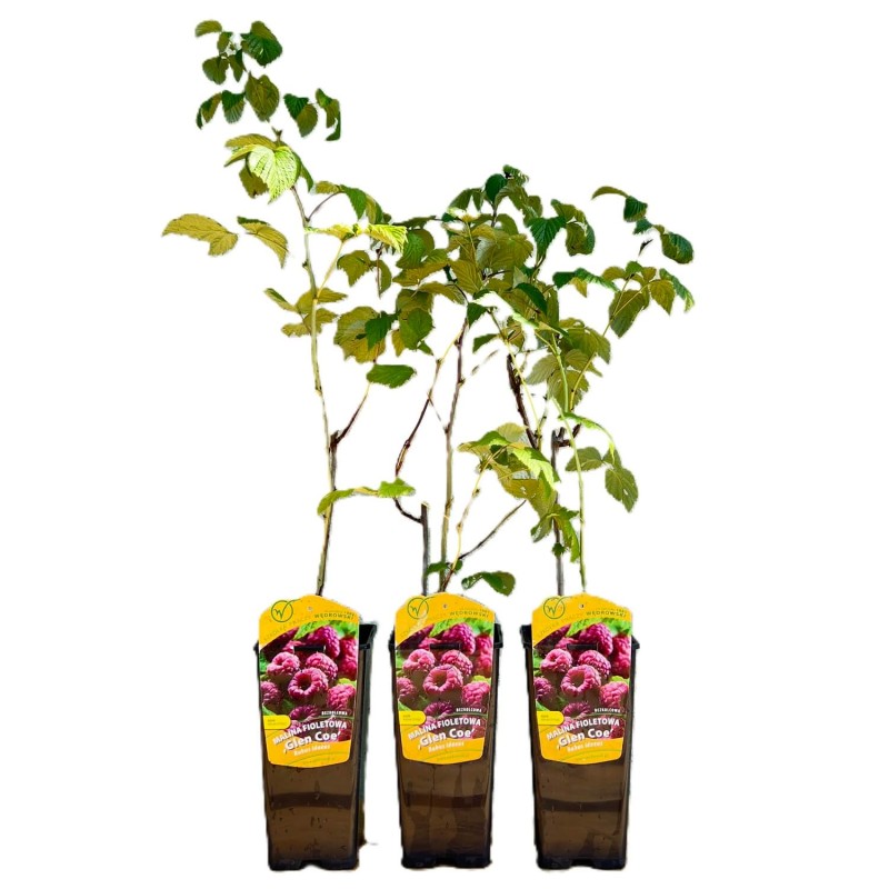 Malina fioletowa bezkolcowa GLEN COE (Rubus idaeus) doniczkowana Sadzonka XL C5 (3).jpg