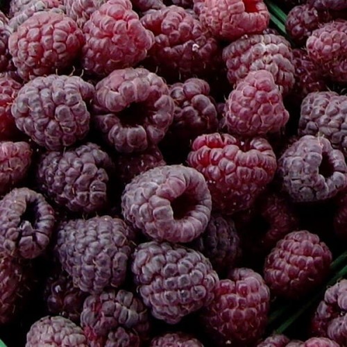 Malina fioletowa bezkolcowa GLEN COE doniczkowana sadzonka XL C5