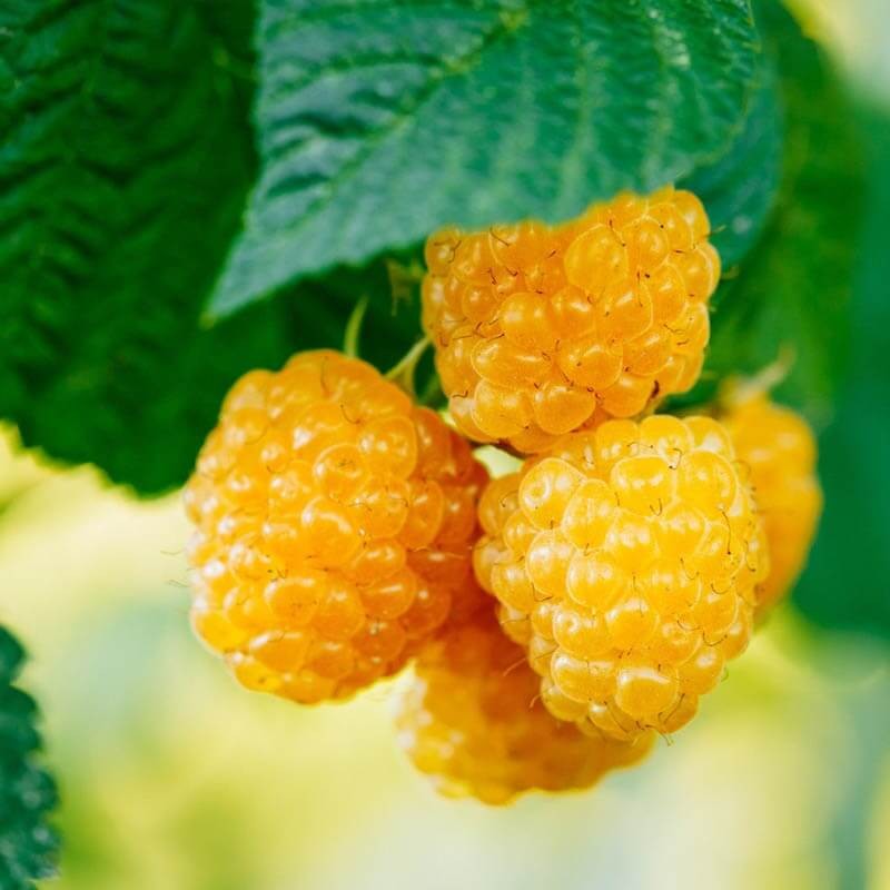 Malina żółta GOLDEN QUEEN (Rubus idaeus) doniczkowana Sadzonk (2).JPG