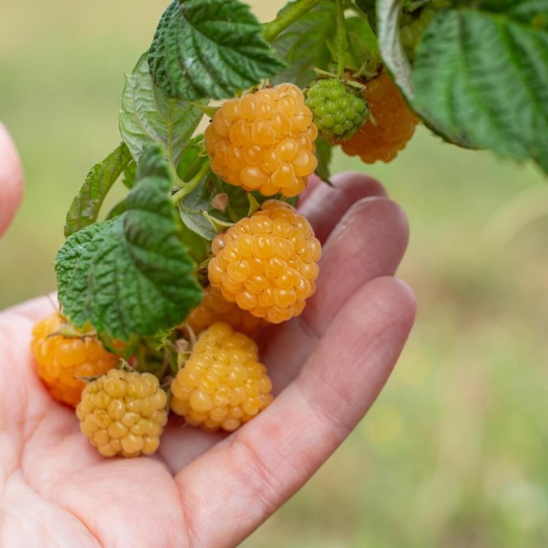 Malina żółta GOLDEN QUEEN (Rubus idaeus) doniczkowana Sadzonk (3).jpg