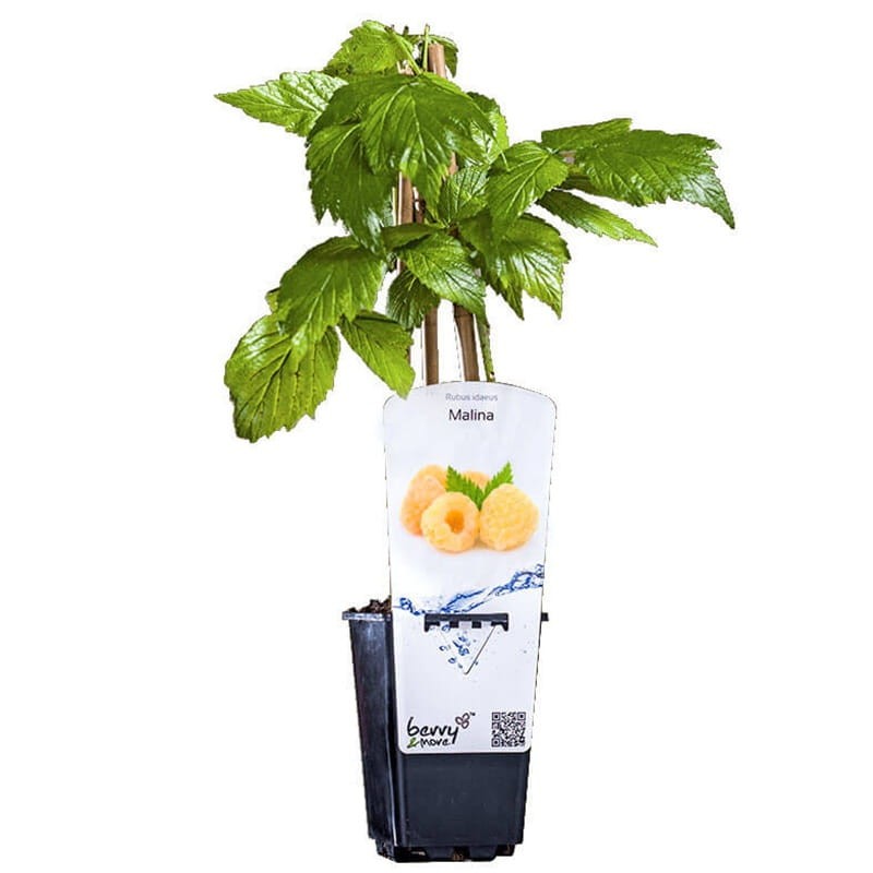 Malina żółta GOLDEN EVEREST (Rubus idaeus) doniczkowana Sadzonka C1 (3).jpg