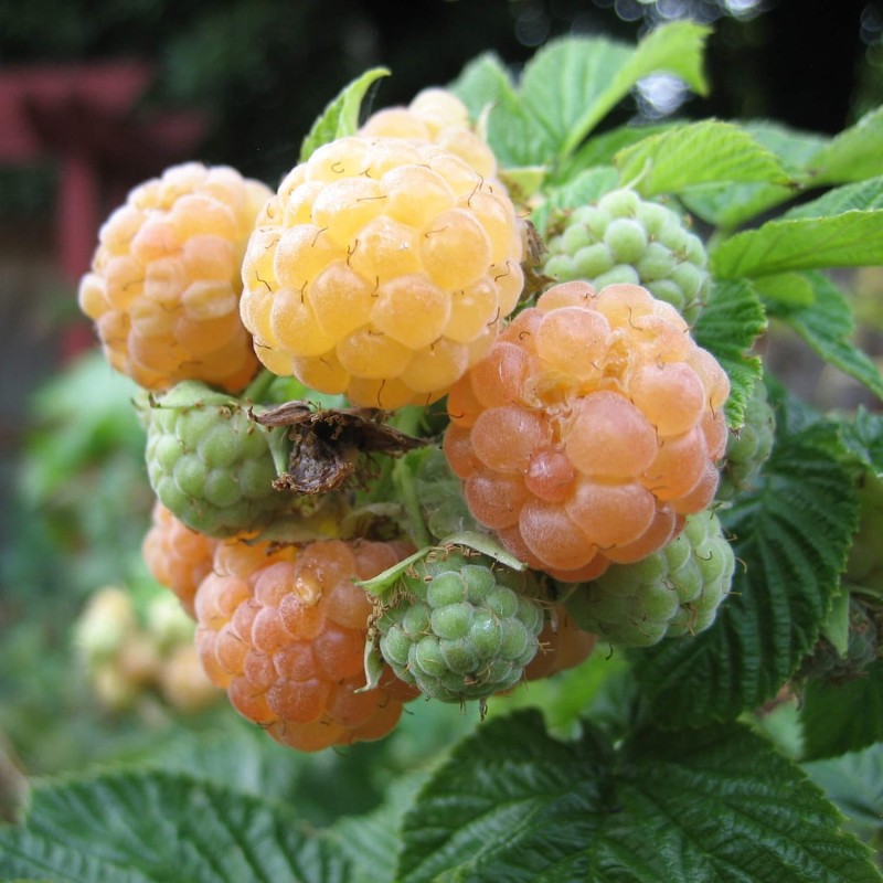 Malina żółta GOLDEN EVEREST (Rubus idaeus) doniczkowana Sadzonka C1 (2).jpg