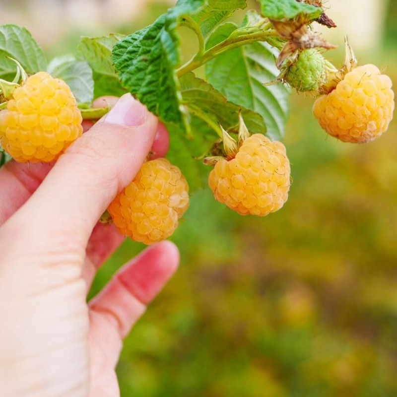 Malina żółta GOLDEN EVEREST (Rubus idaeus) doniczkowana Sadzonka C1.jpg