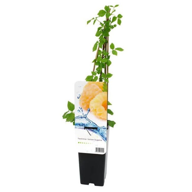 Malina właściwa Żółta Twotimer® YELLOW SUGANA (Rubus idaeus) Sadzonka C2 (2).jpg