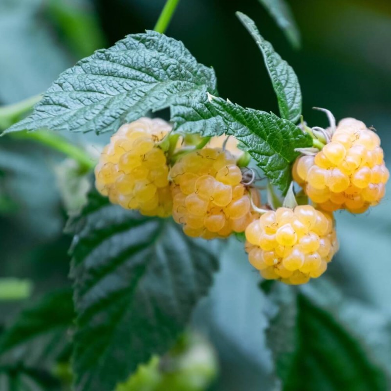 Malina właściwa Żółta Twotimer® YELLOW SUGANA (Rubus idaeus) Sadzonka C2.jpg