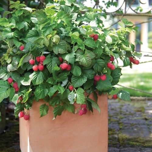 Malina karłowata RUBY BEAUTY sadzonka P12