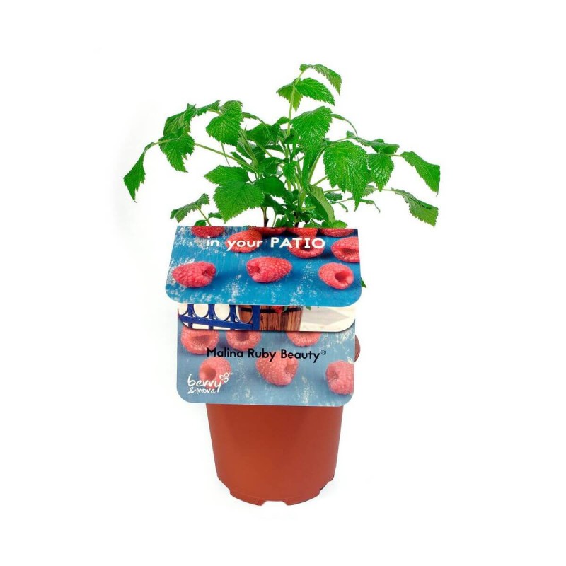 Malina karłowata RUBY BEAUTY (Rubus idaeus) Sadzonka P12 (3).jpg