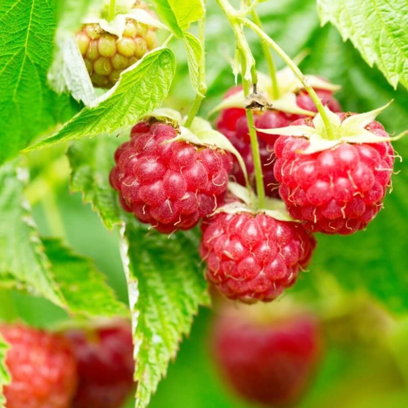 Malina karłowata LITTLE SWEET SISTER® (Rubus idaeus) Sadzonka C2 (1).jpg