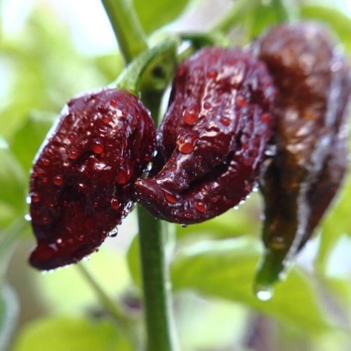 Papryka ostra Bhut Jolokia czekoladowa nasiona