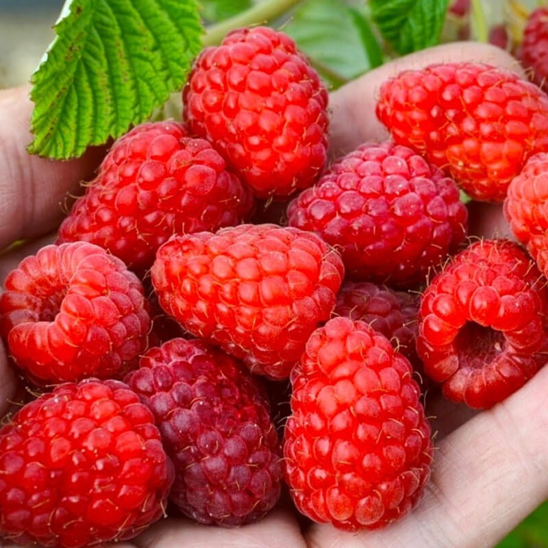 Malina właściwa POKUSA® (Rubus idaeus) Sadzonka C2 (3).jpg