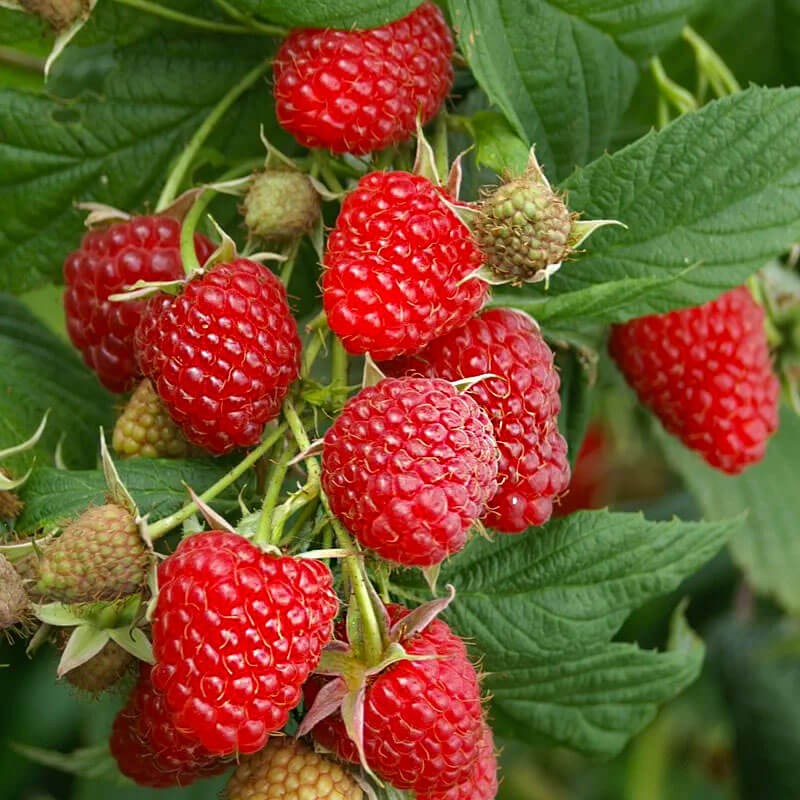 Malina właściwa POKUSA® (Rubus idaeus) Sadzonka C2 (1).jpg