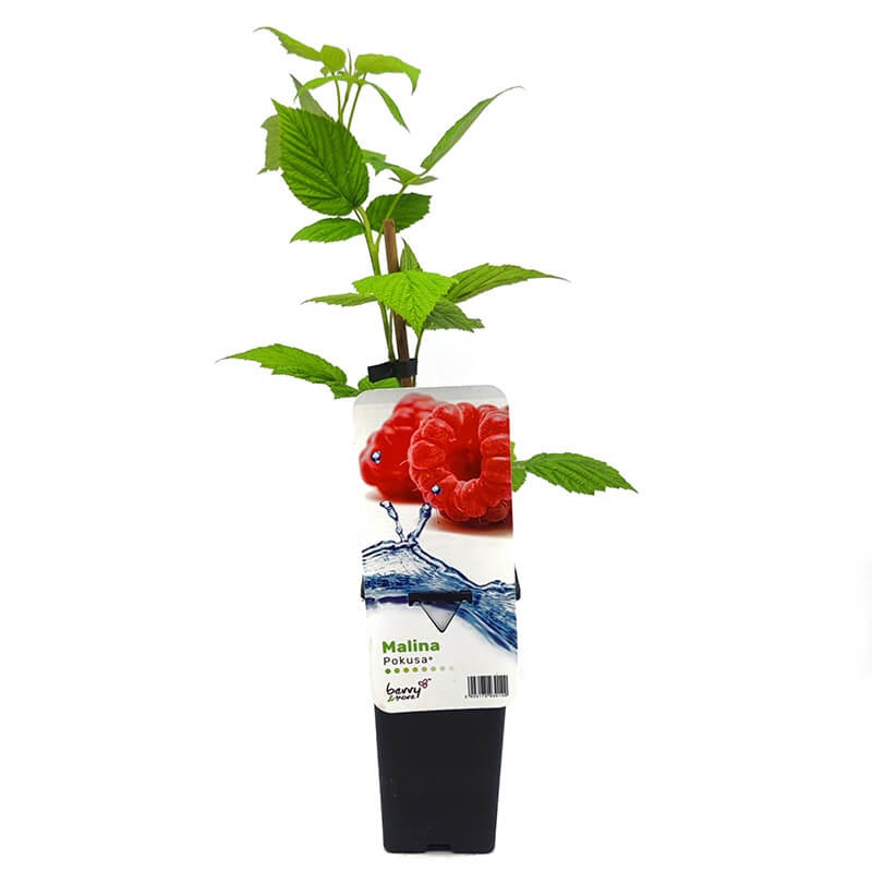 Malina właściwa POKUSA® (Rubus idaeus) Sadzonka C2 (2).jpg