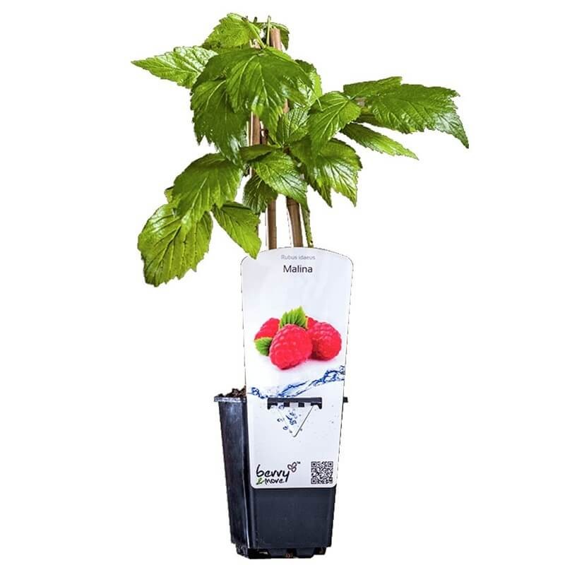 Malina właściwa POLKA (Rubus idaeus) doniczkowana Sadzonka C1.jpg