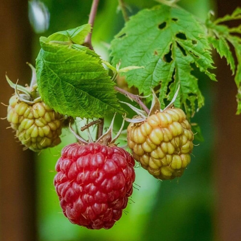 Malina właściwa POLKA (Rubus idaeus) doniczkowana Sadzonka C1 (2).jpg